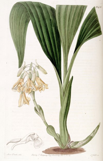 Calanthe densiflora von Miss Drake